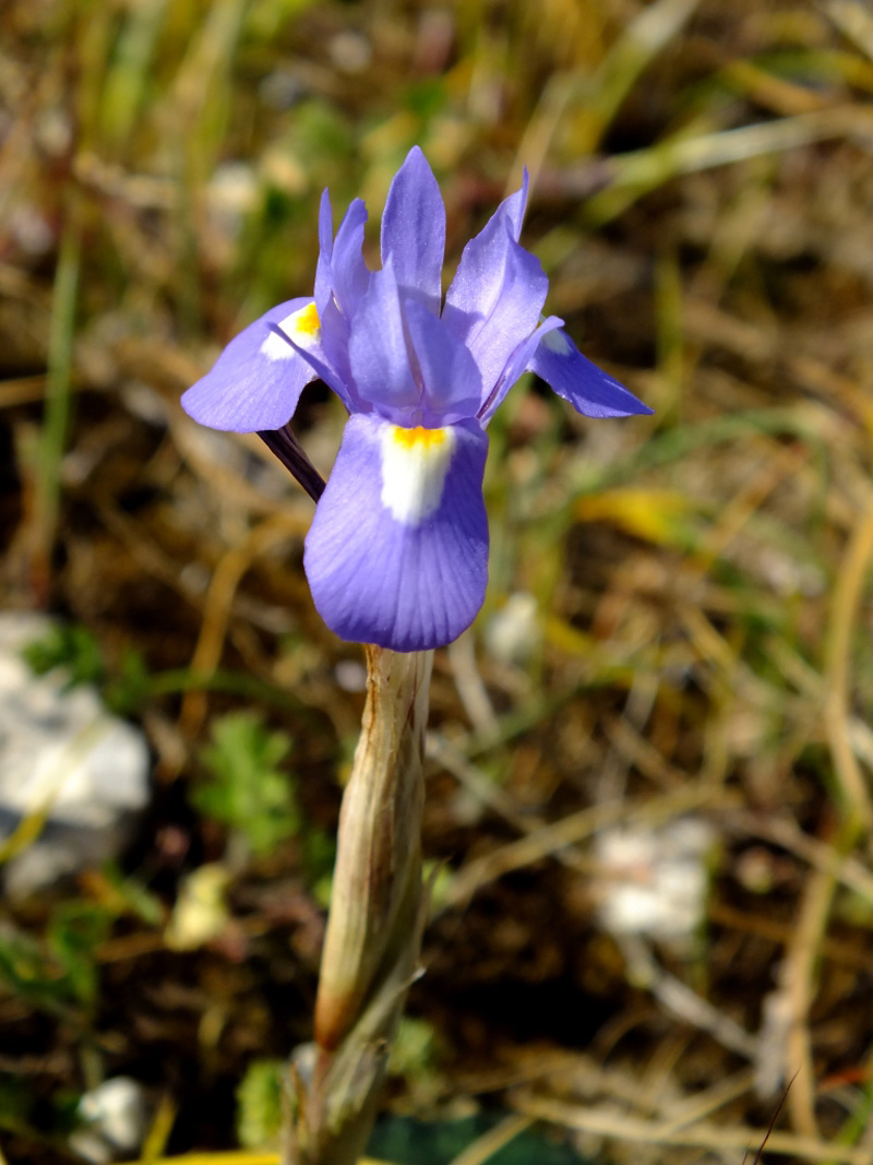 Moraea sisyrinchium